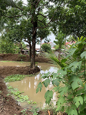 Pond_5