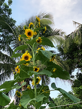 Sunflower3